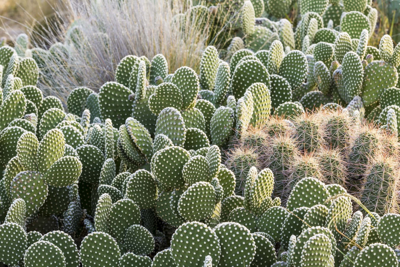 Cactus Plants In The Desert
