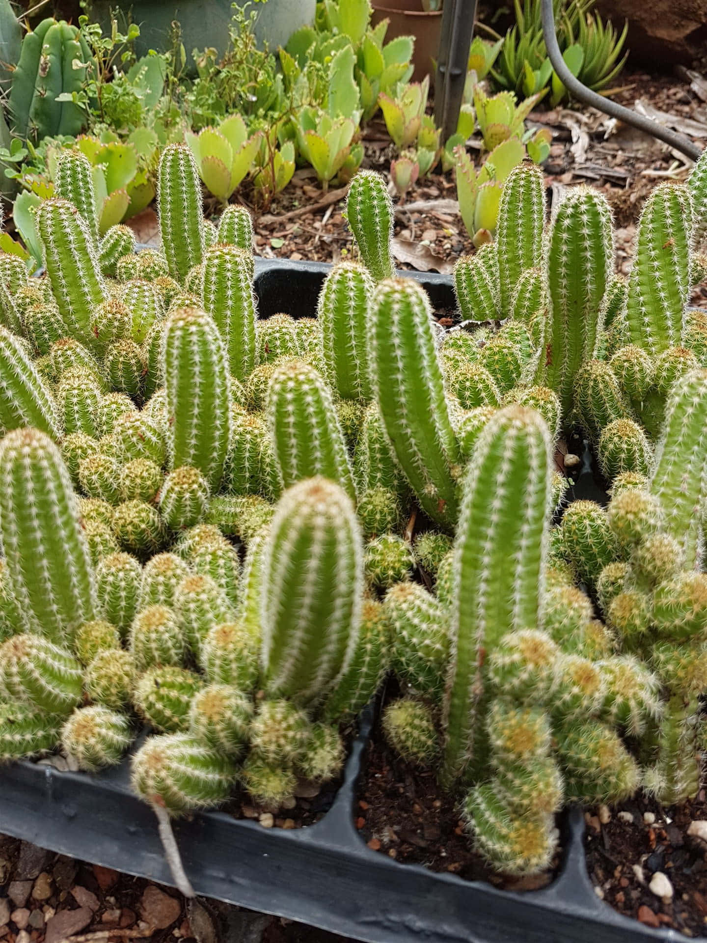 Cacti Plants in the Desert
