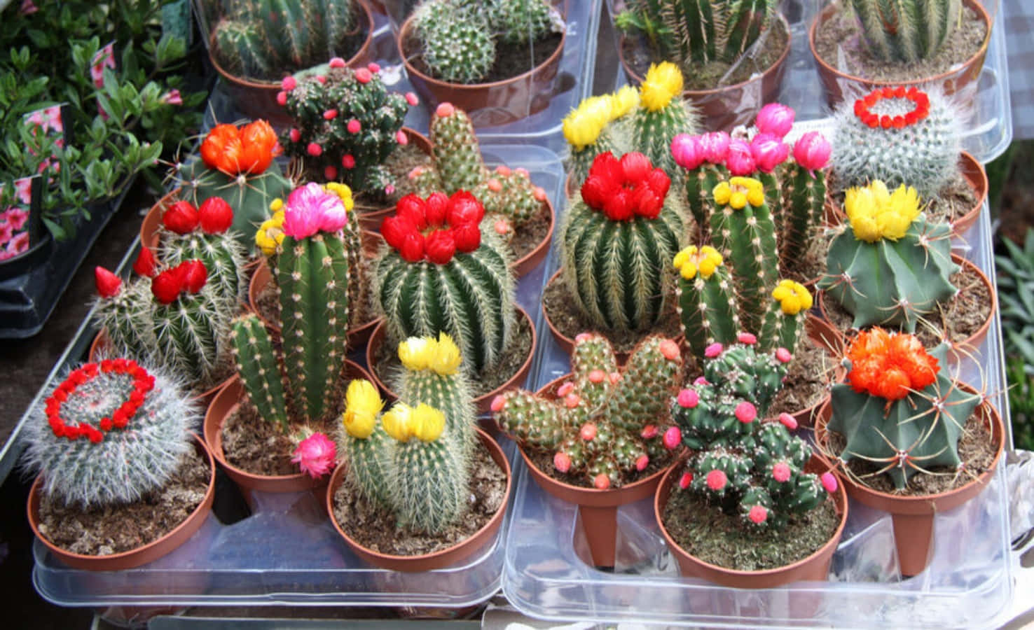 A desert landscape filled with cactus plants