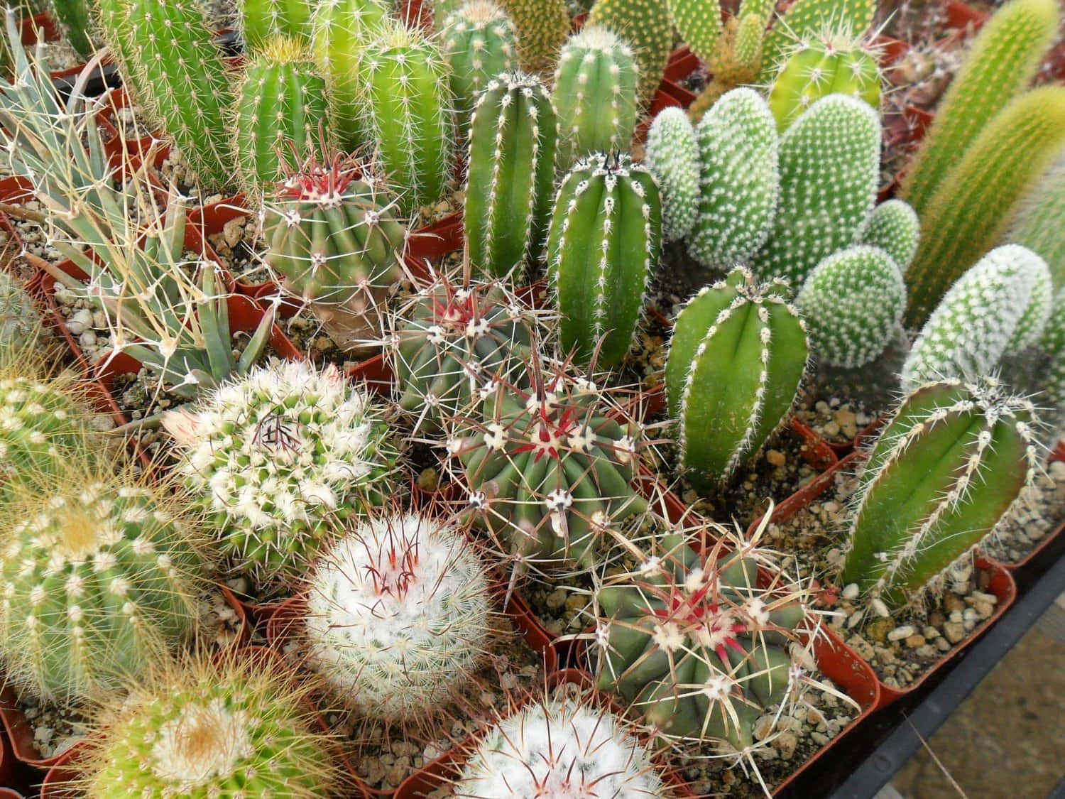 Unavariedad De Plantas De Cactus Coloridos.