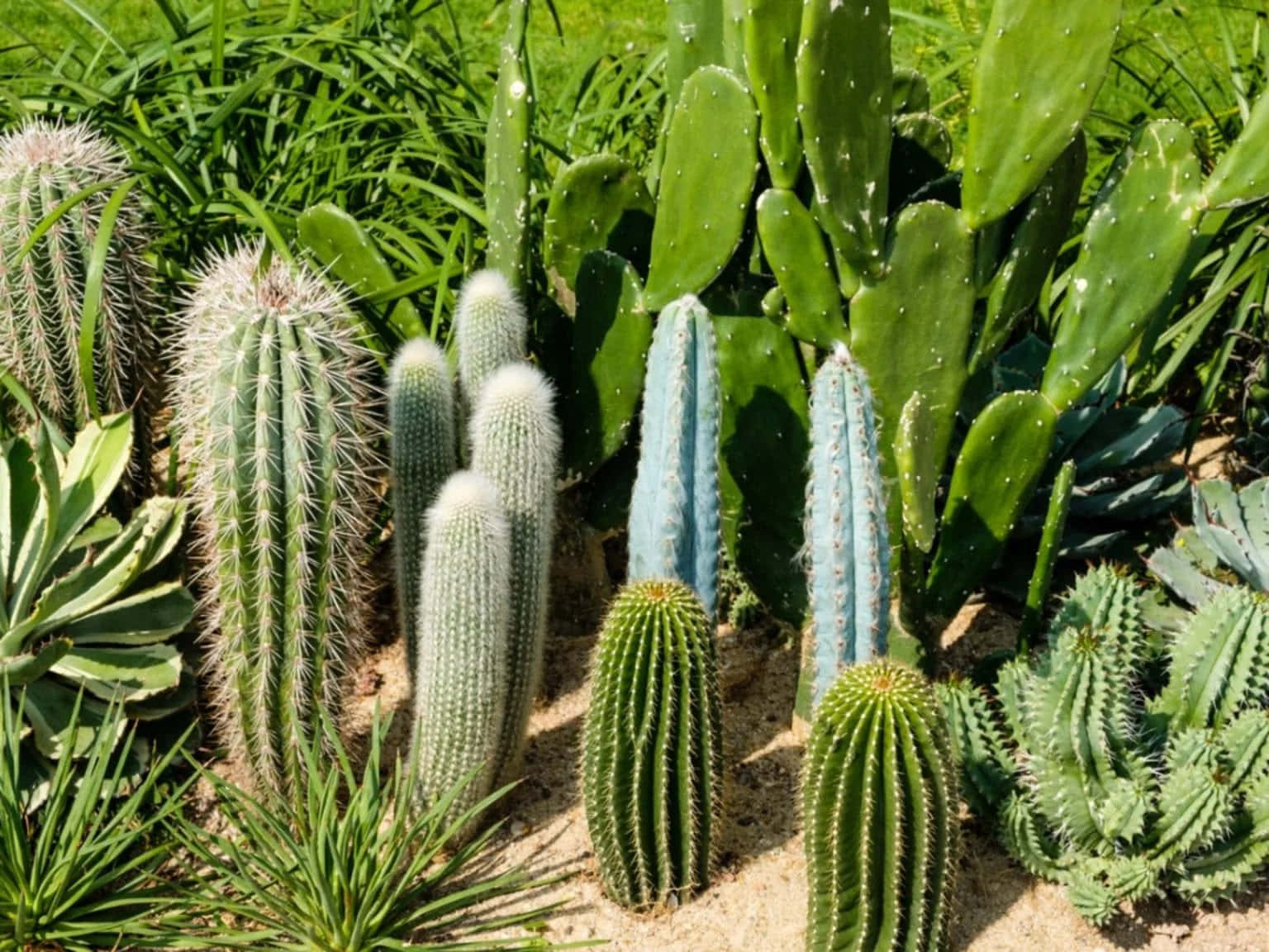 Assorteradefärgglada Kaktusar I En Kruka