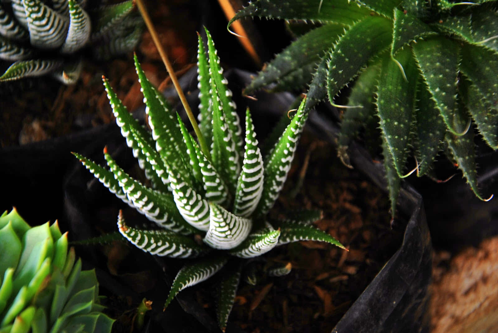 A Plant With White And Black Stripes