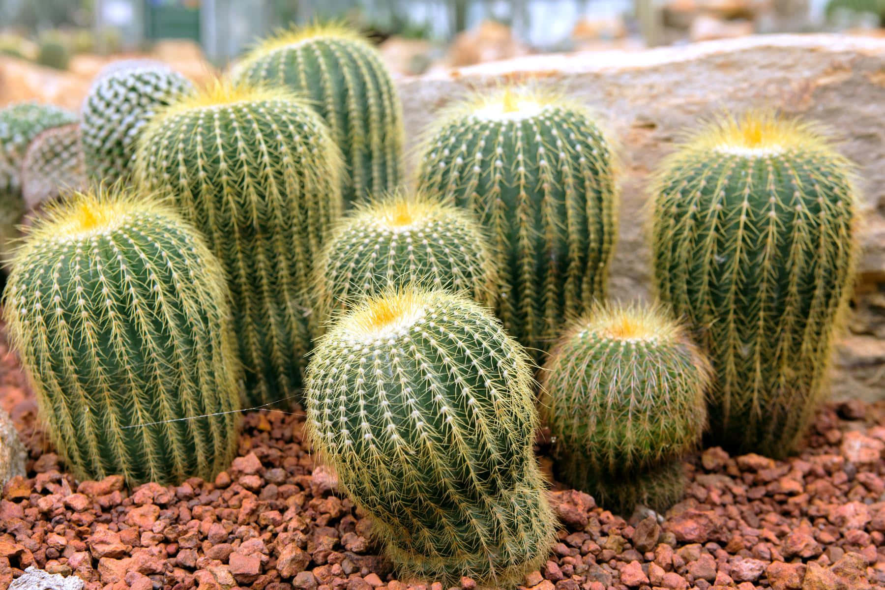 Cactuscoloridos En El Jardín Botánico Del Desierto