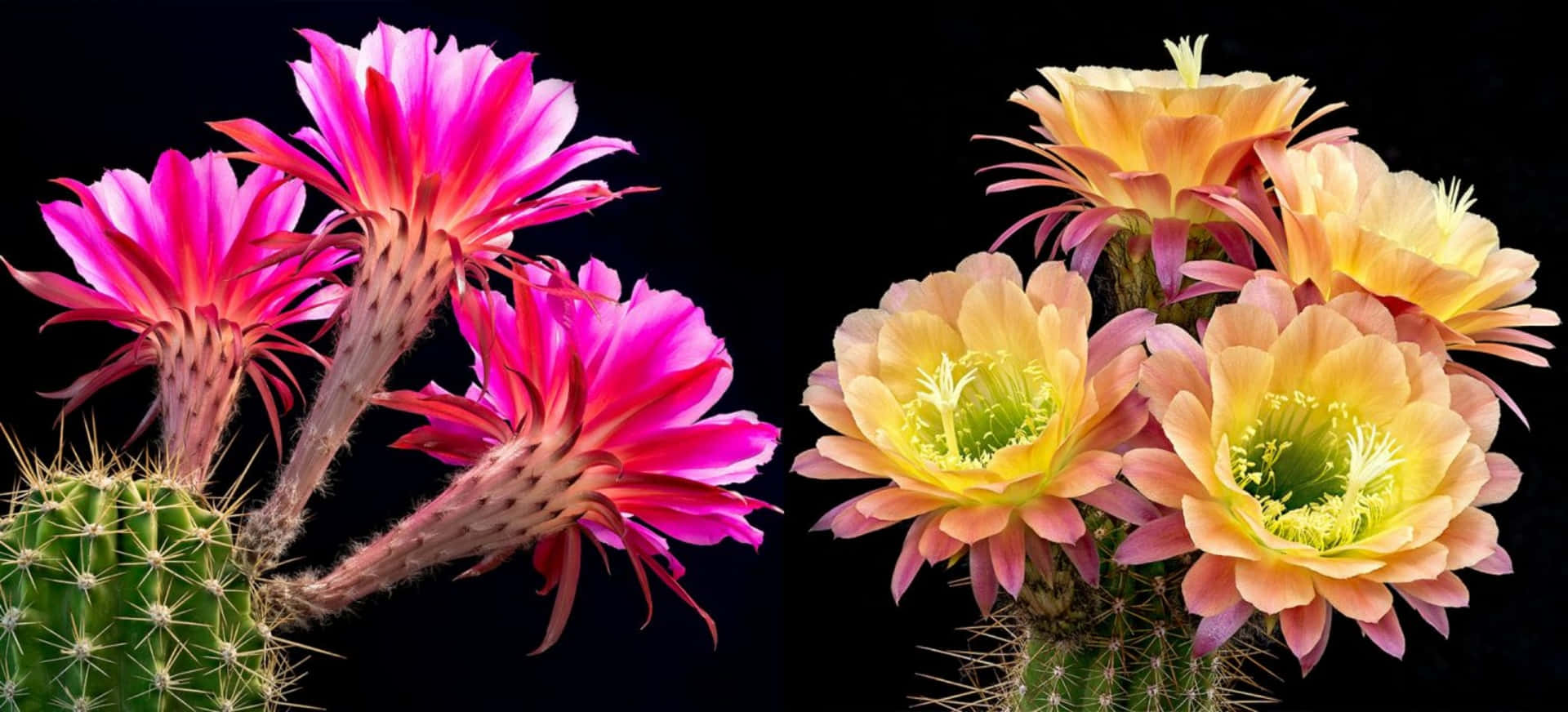 Two Cactus Plants With Different Colored Flowers