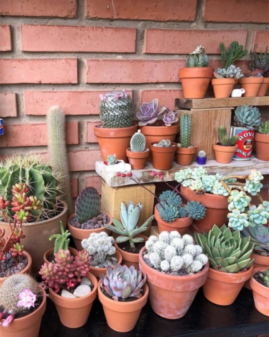 Variedadesde Plantas De Cactus En Floración