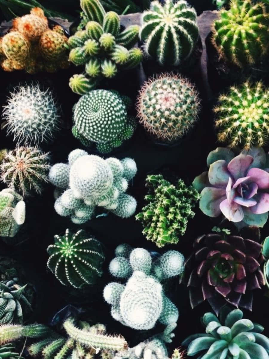 Ungrupo De Plantas De Cactus Están Dispuestas En Una Caja De Madera