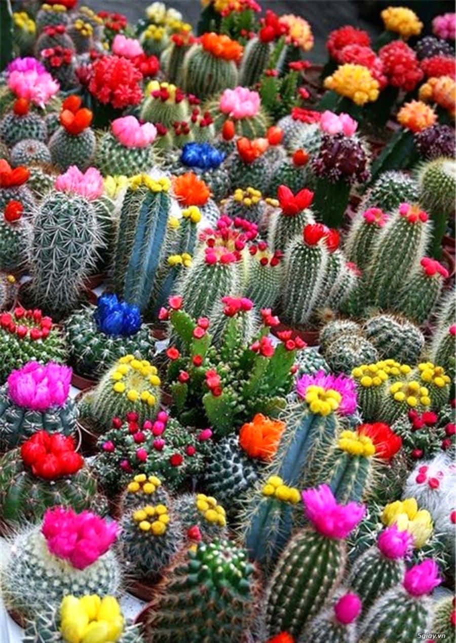 A Large Display Of Cactus Plants With Colorful Flowers