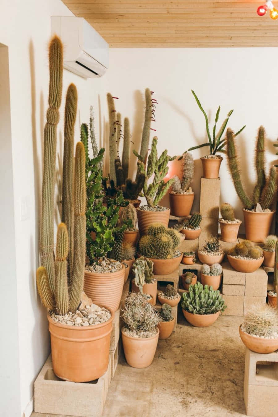 A Room Filled With Potted Cactus Plants