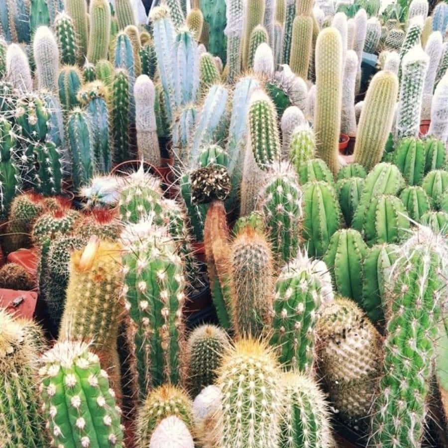Cactus Plants In Pots In A Garden