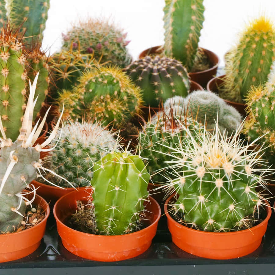 Uniktiögonfallande Kaktusväxter