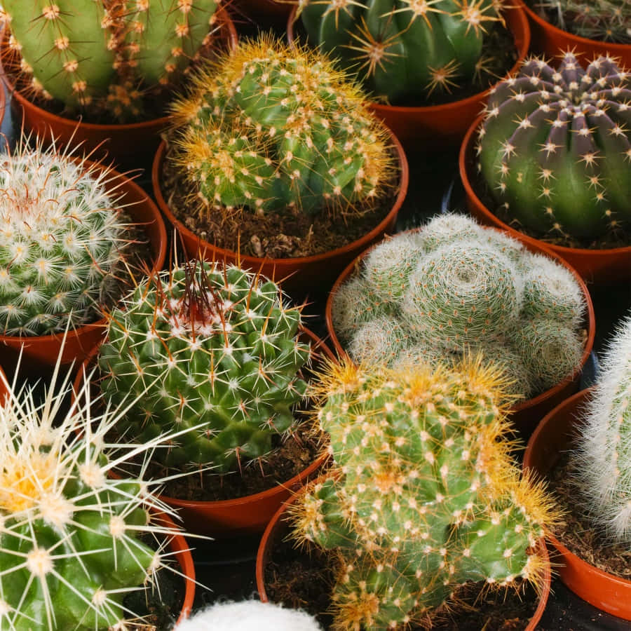 A close-up of a myriad of green cactus plants