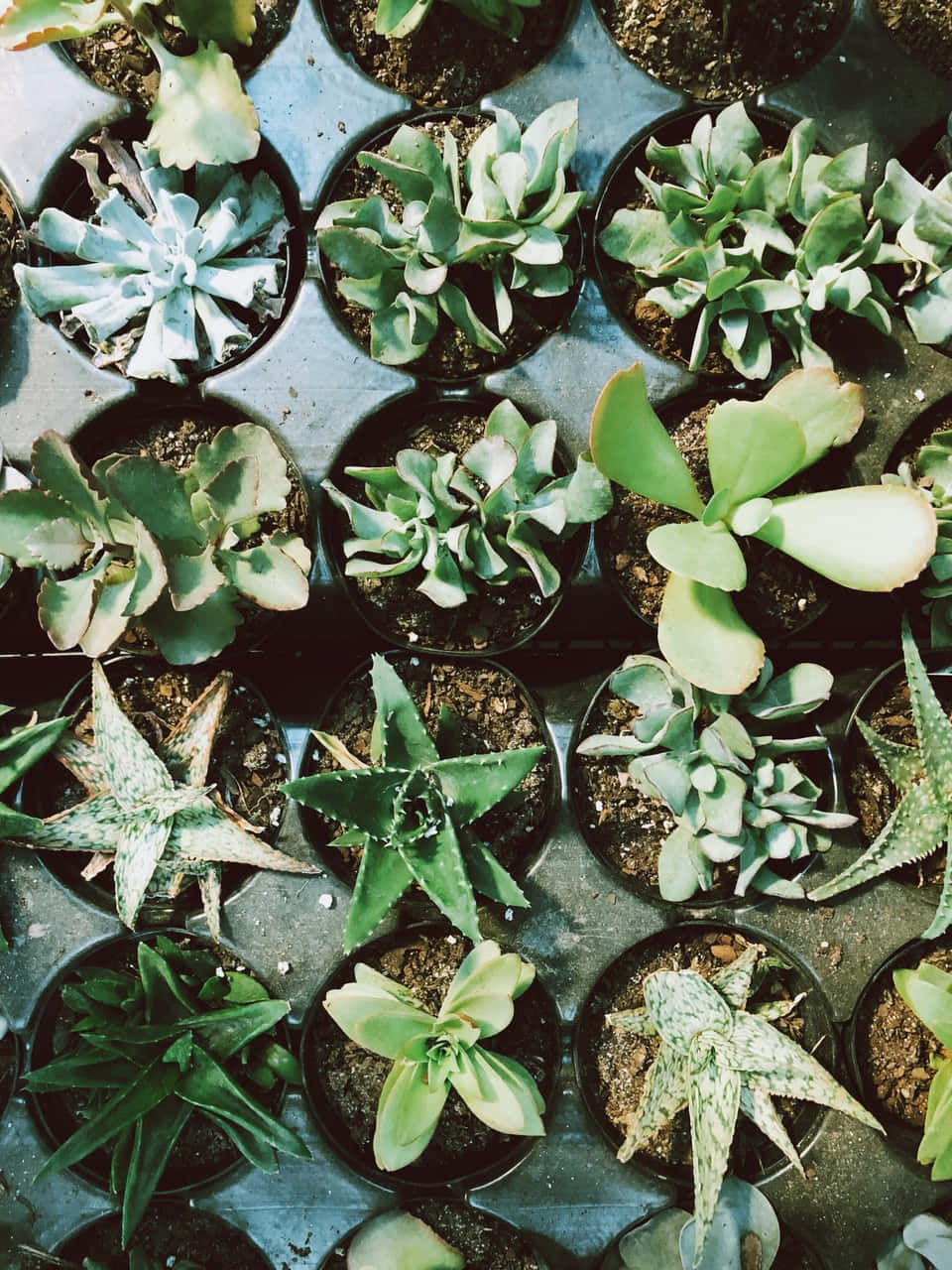 A Group Of Succulents In A Pot