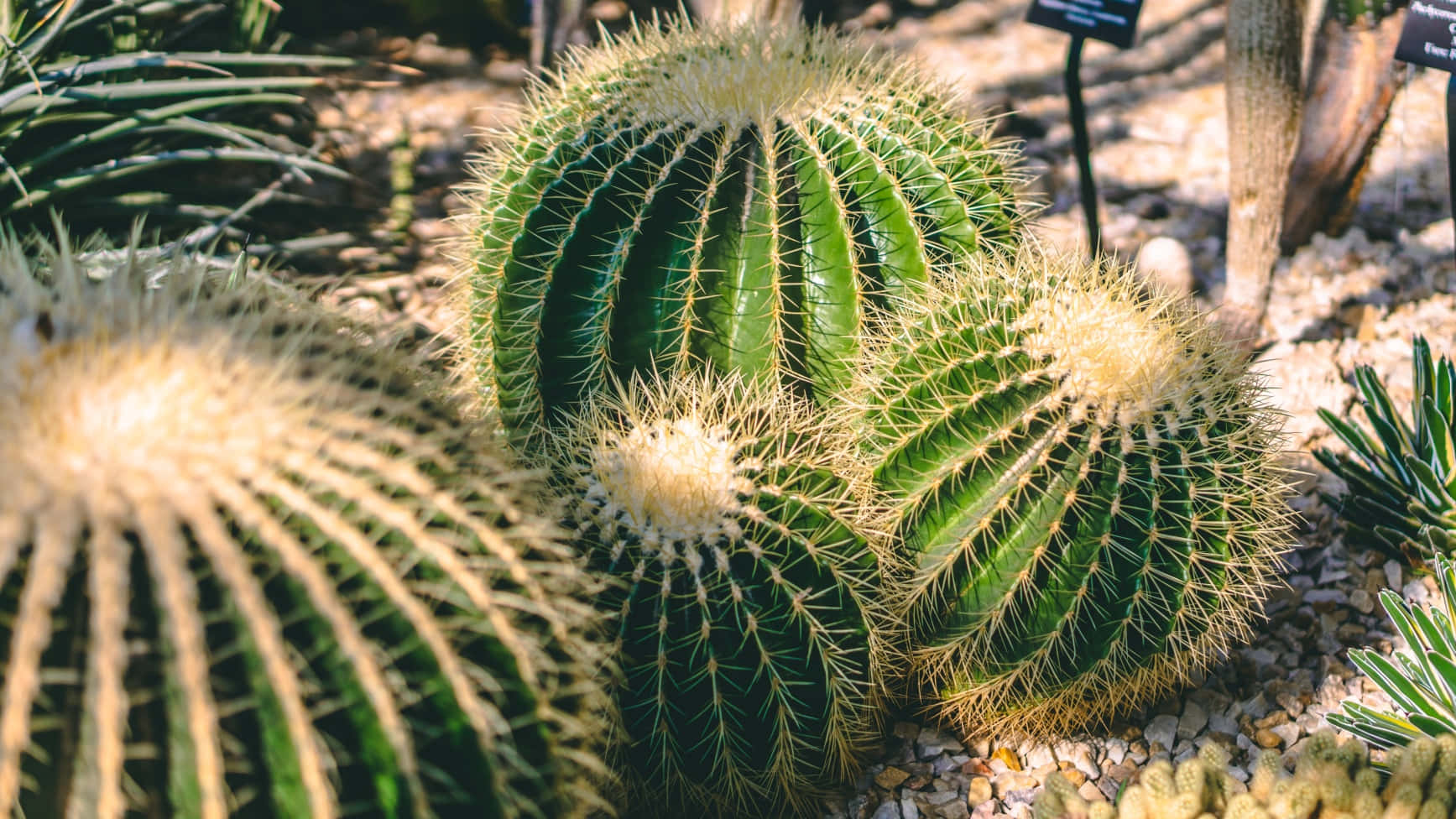 Plantasde Cactus Bellamente Únicas