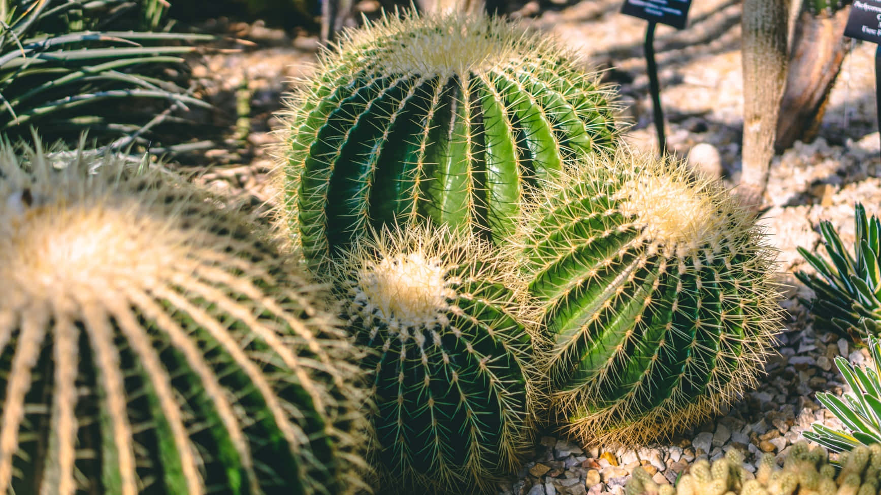 Beautifully Unique Cactus Plants