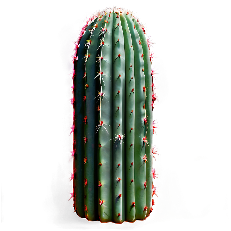 Cactus Set Png Tup PNG
