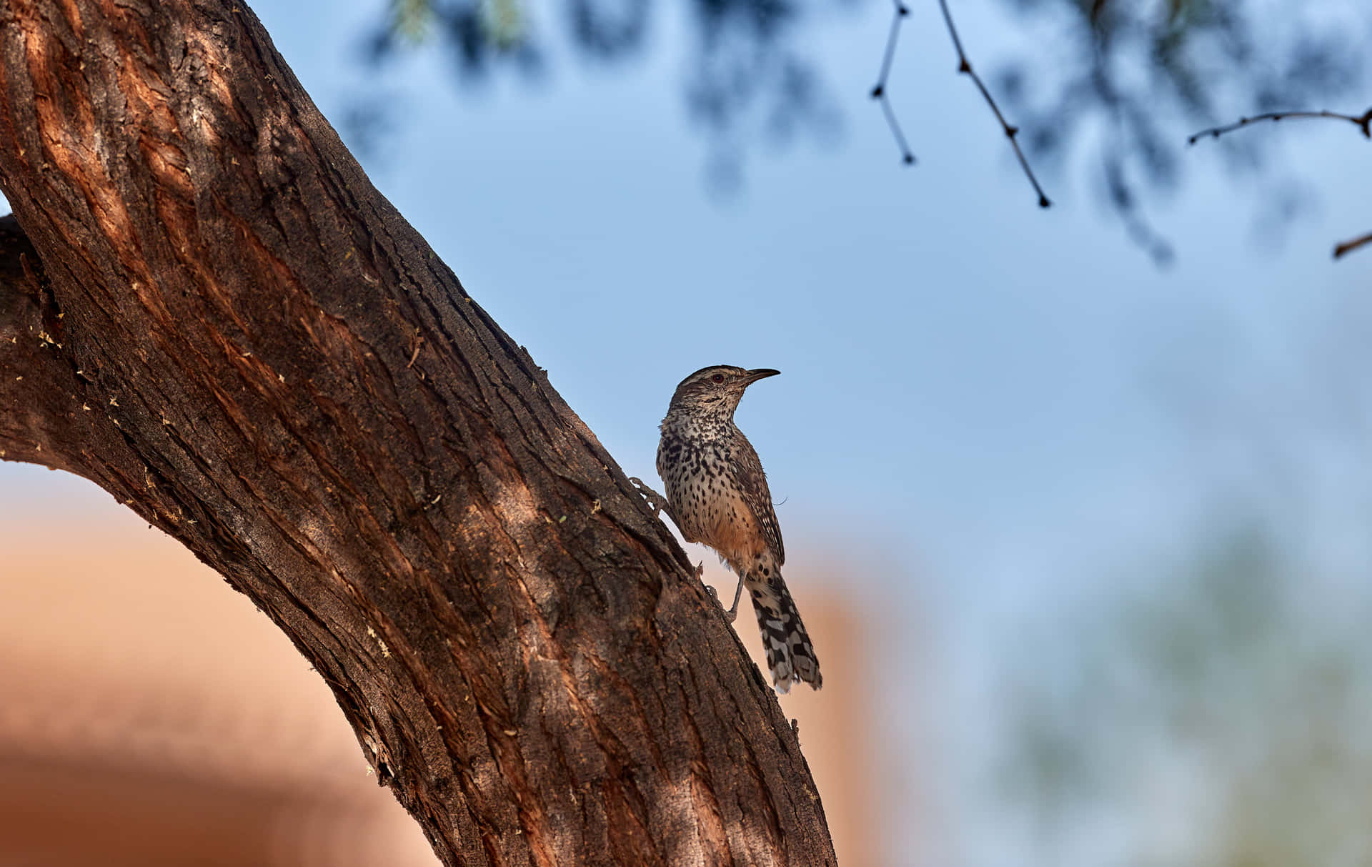 Cactus_ Wren_on_ Tree_ Branch Wallpaper