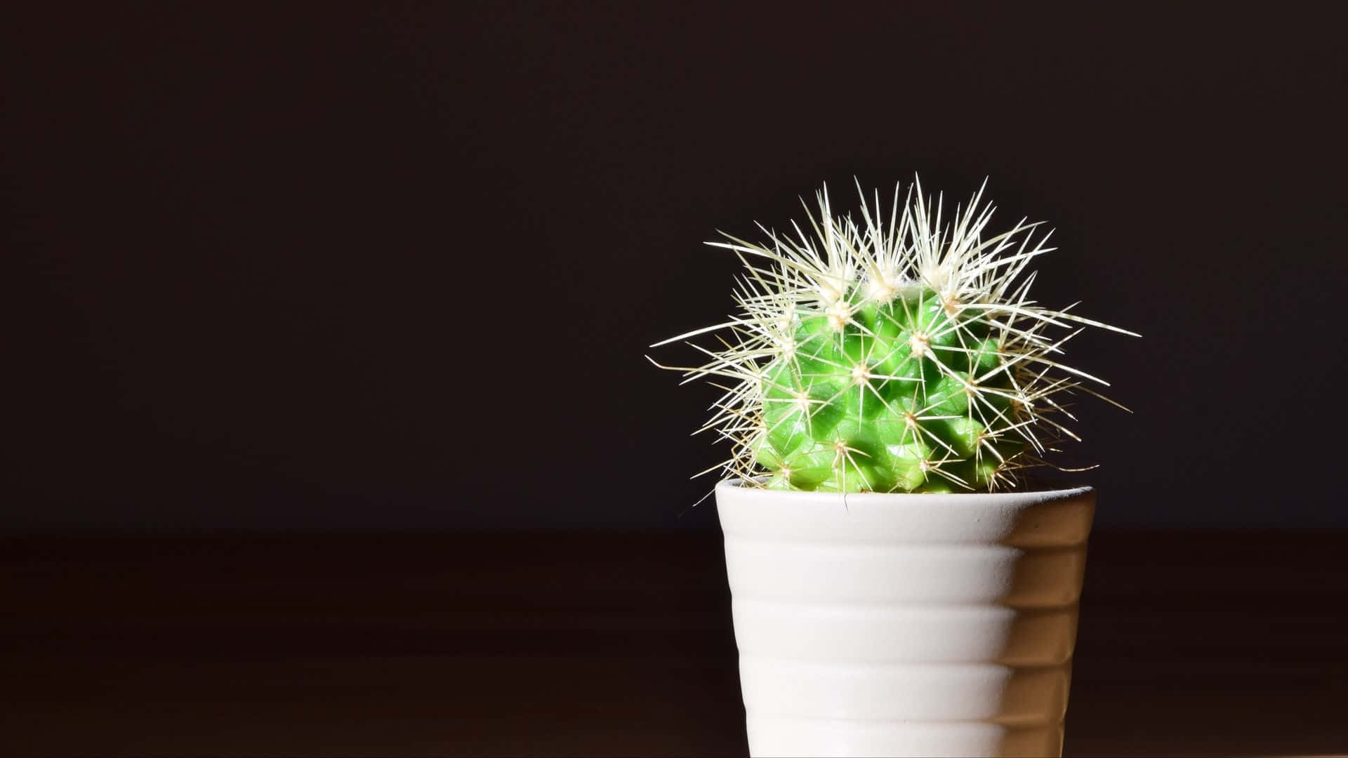 Cactusin White Poton Desk Wallpaper