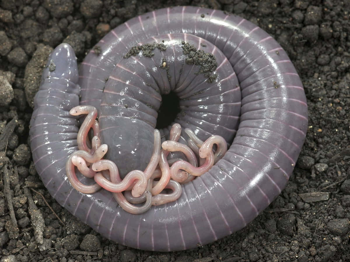 Caecilian Motherwith Offspring.jpg Wallpaper