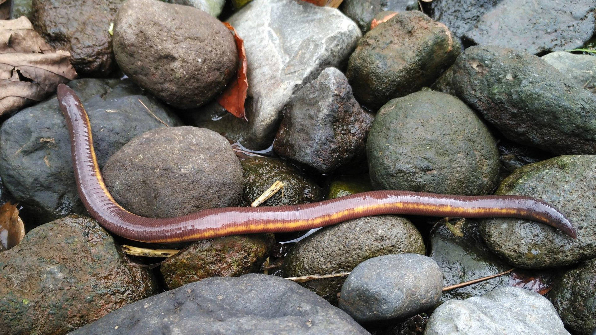Close-up view of a Caecilian, an earthworm lookalike, crawling on rocks. Wallpaper