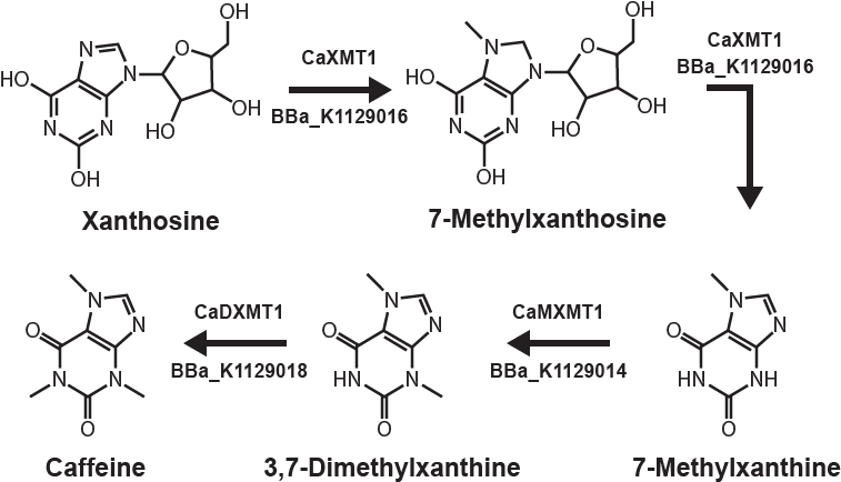 Caffeine Biosynthesis Pathway Diagram PNG