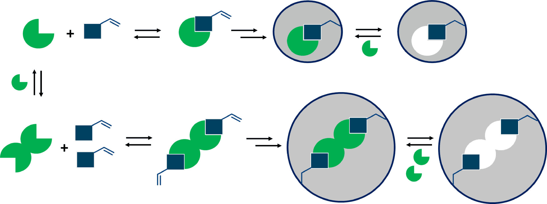 Caffeine Metabolism Process Diagram PNG