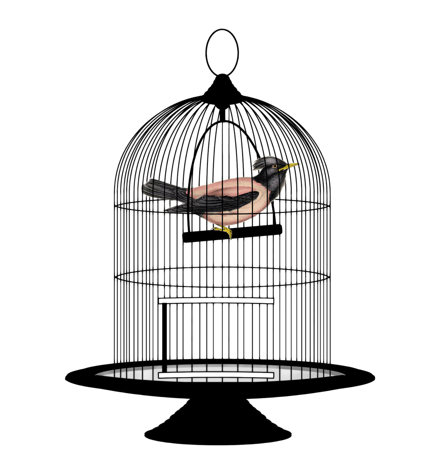 Caged Bird Illustration PNG