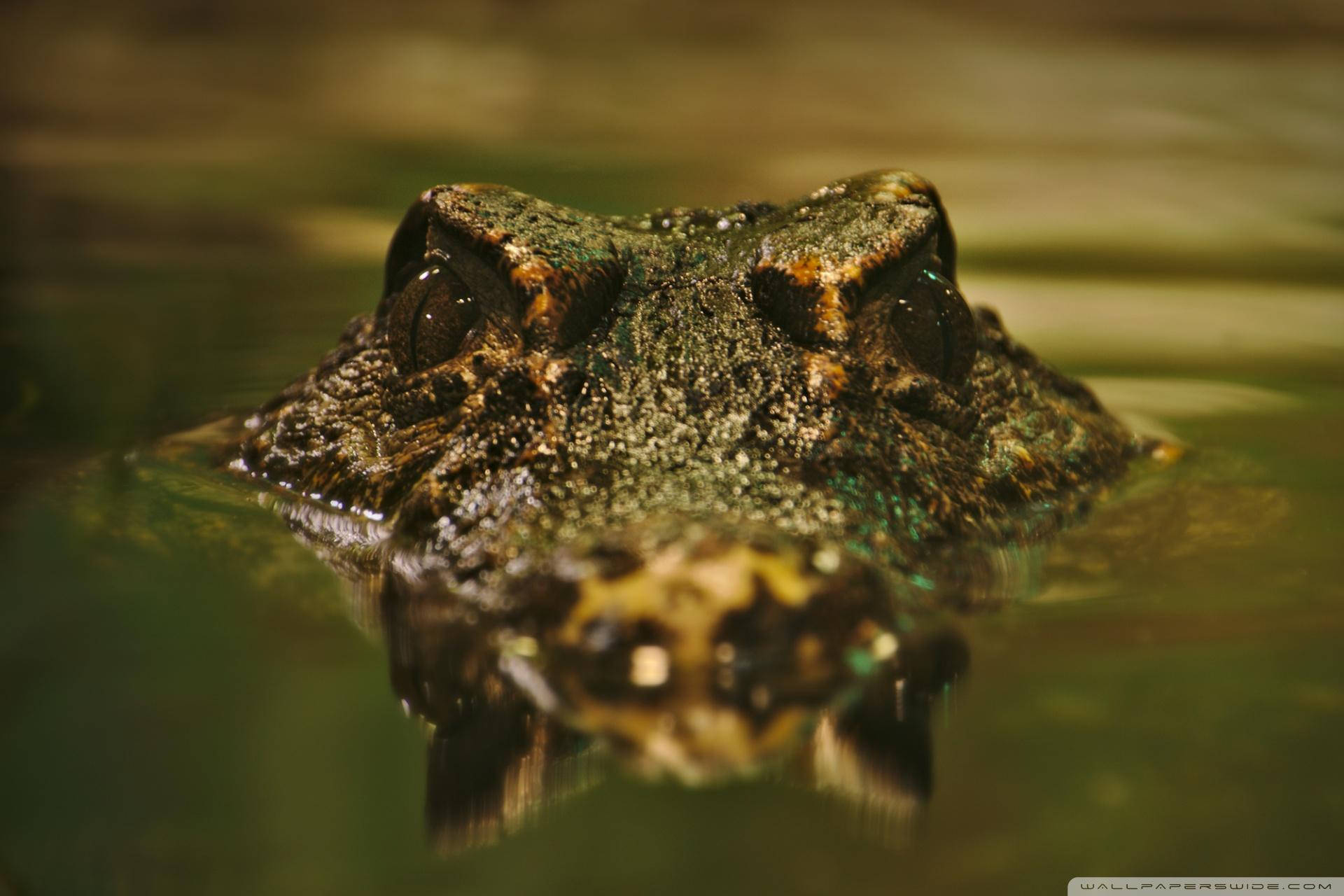Caiman-alligatorskindmønstre misfarve. Wallpaper