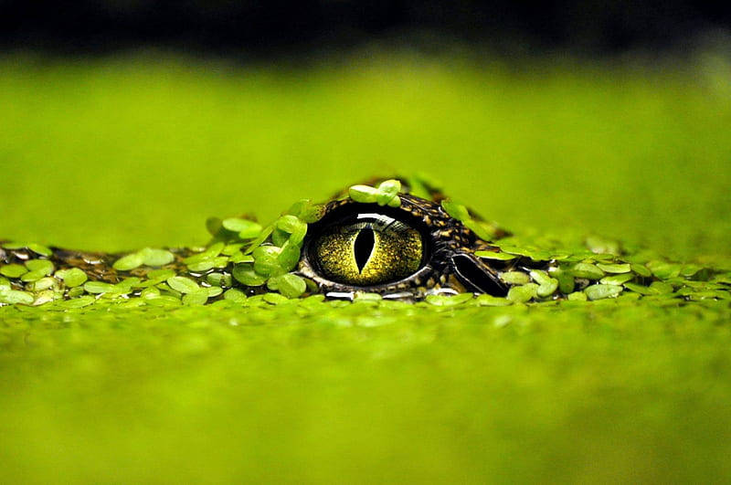 Caiman Glancing Out Of Water Wallpaper
