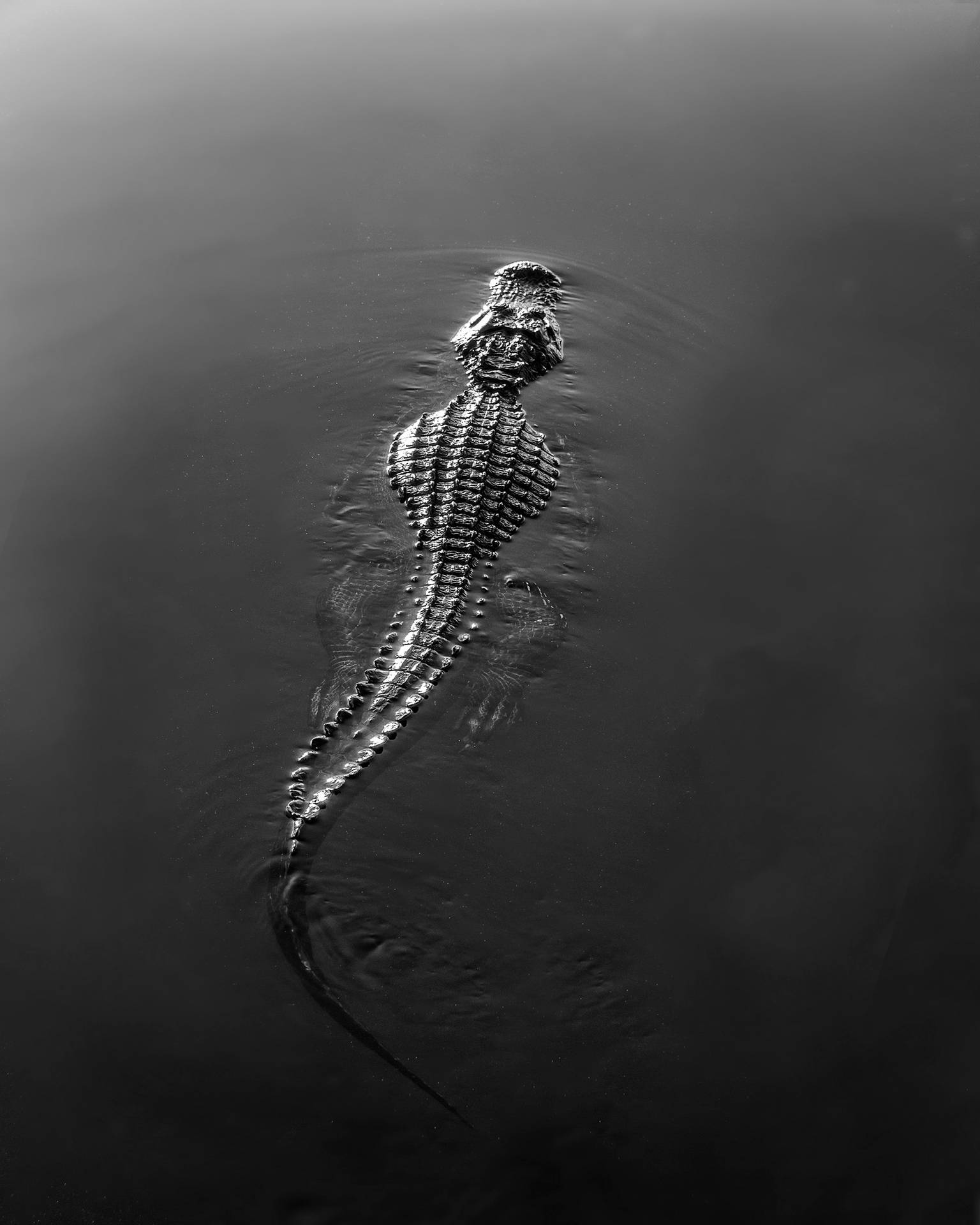 Caiman In Black And White Wallpaper