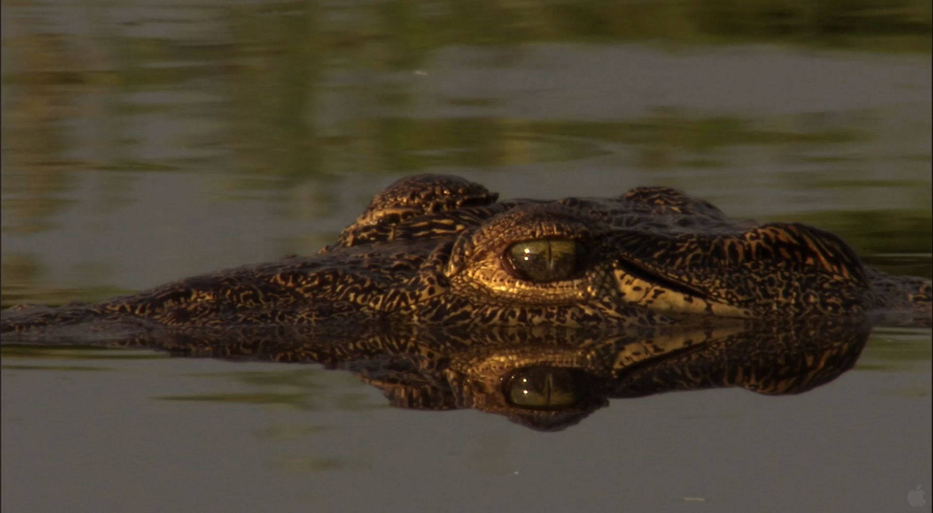 Caiman On The Water Surface Wallpaper