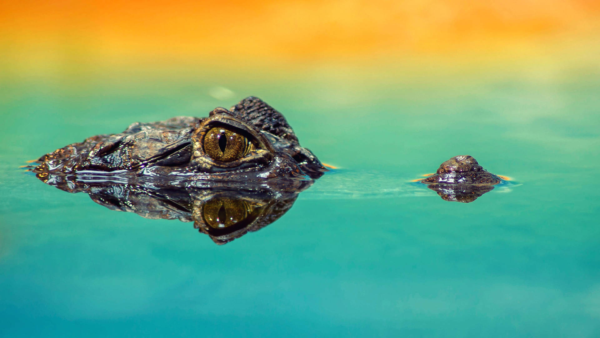 Caiman Peeks Out Of The Waters Wallpaper