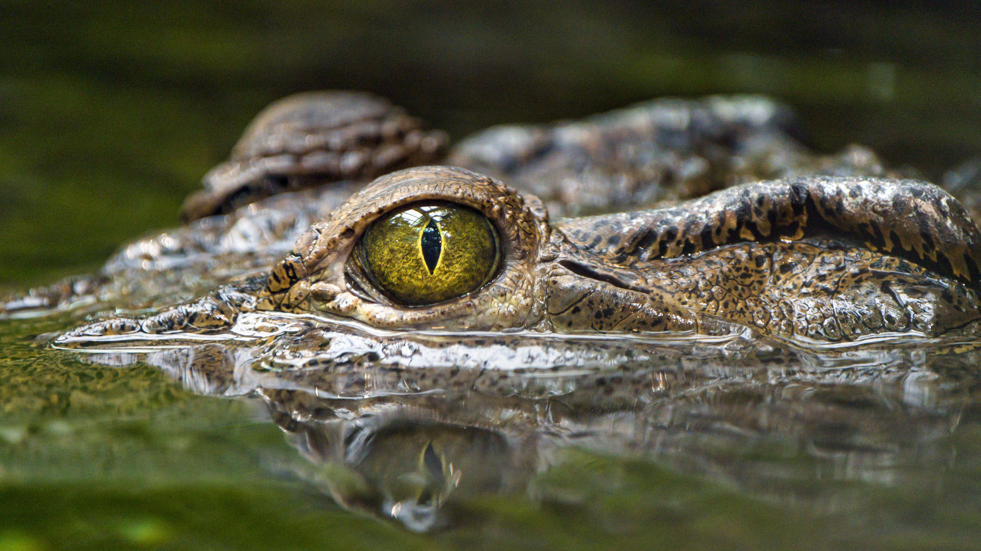 Caiman Peeks Out Of Water Wallpaper