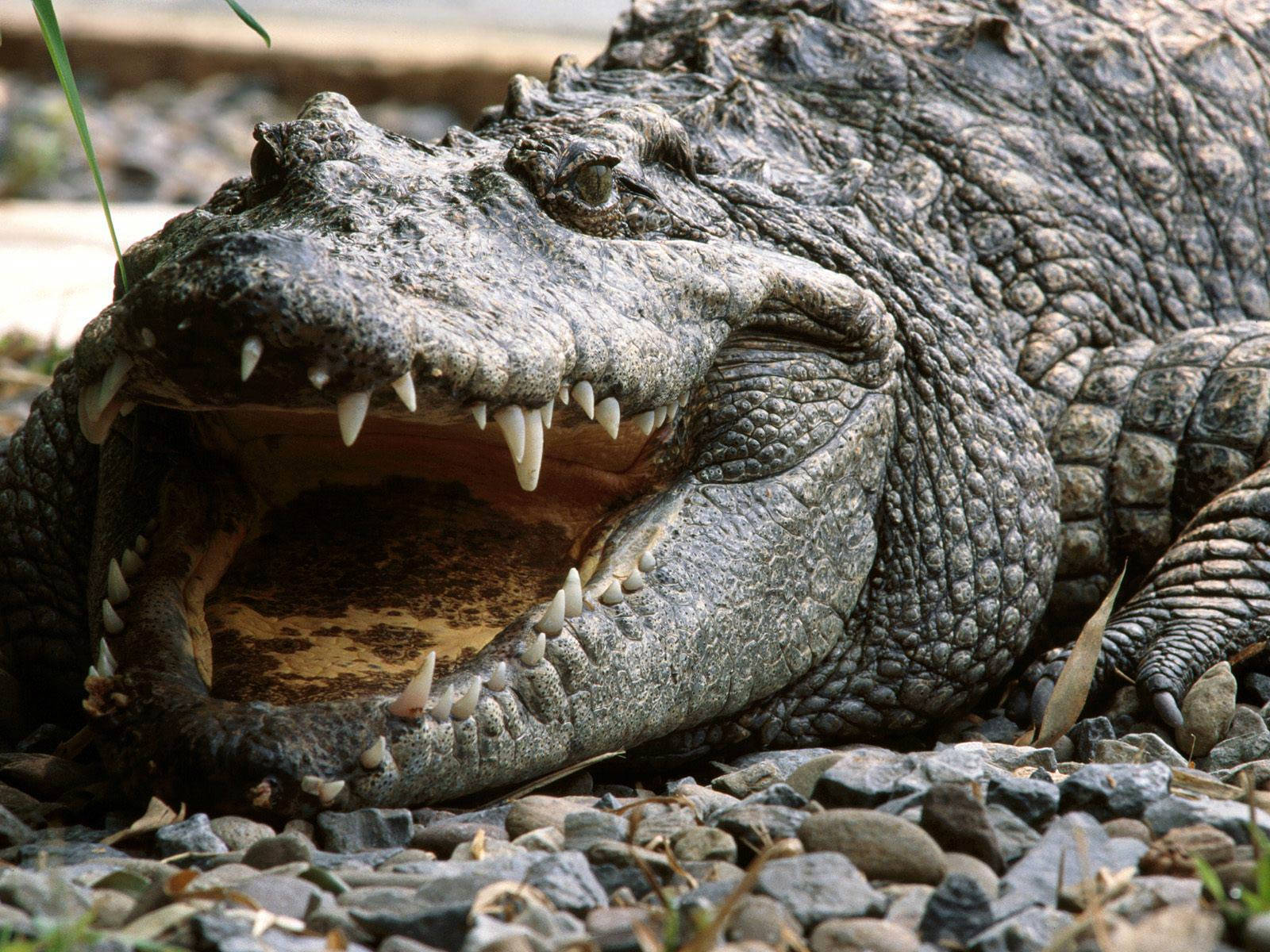 Caiman's Mouth Agape And Open Wallpaper