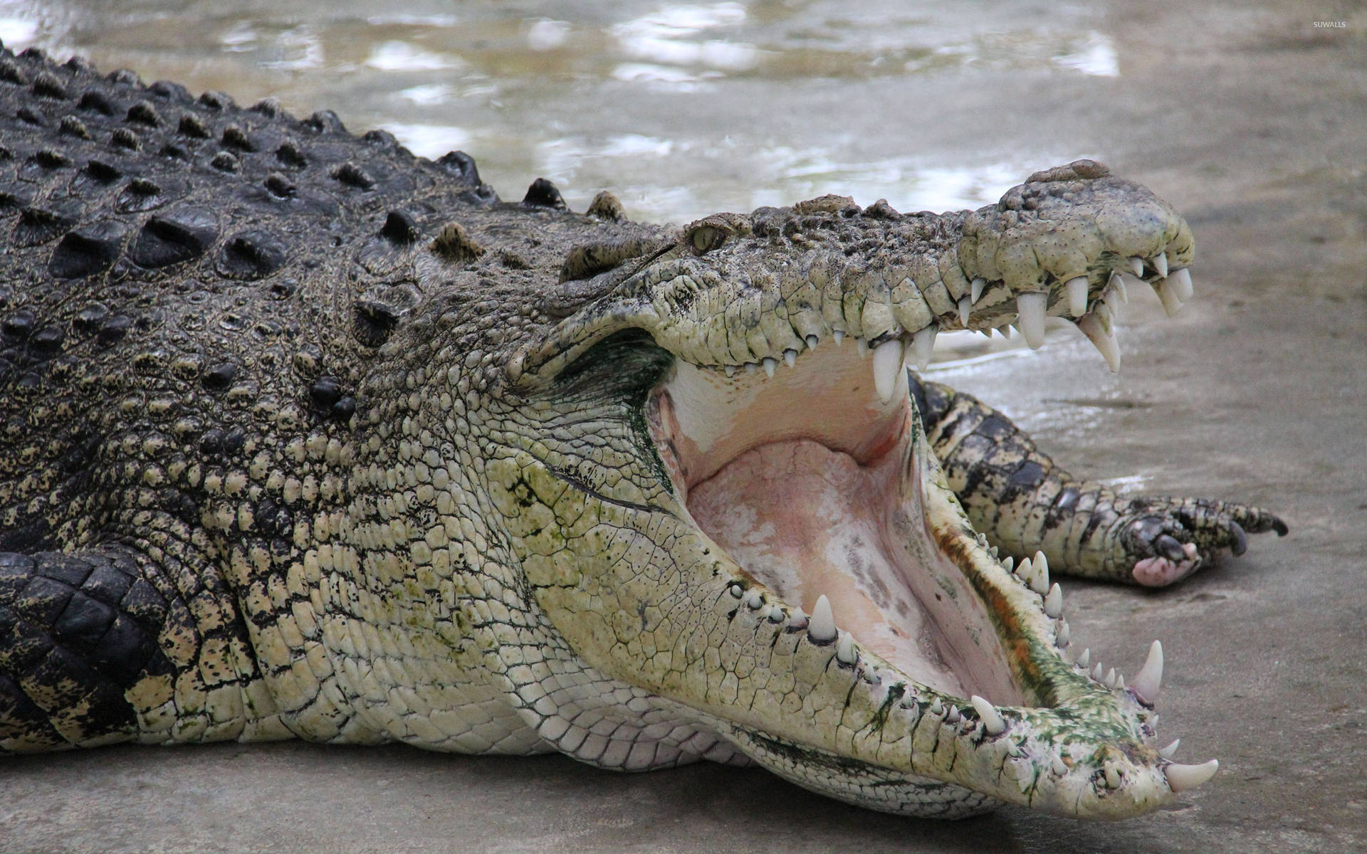 Caiman with Wide Open Mouth Wallpaper
