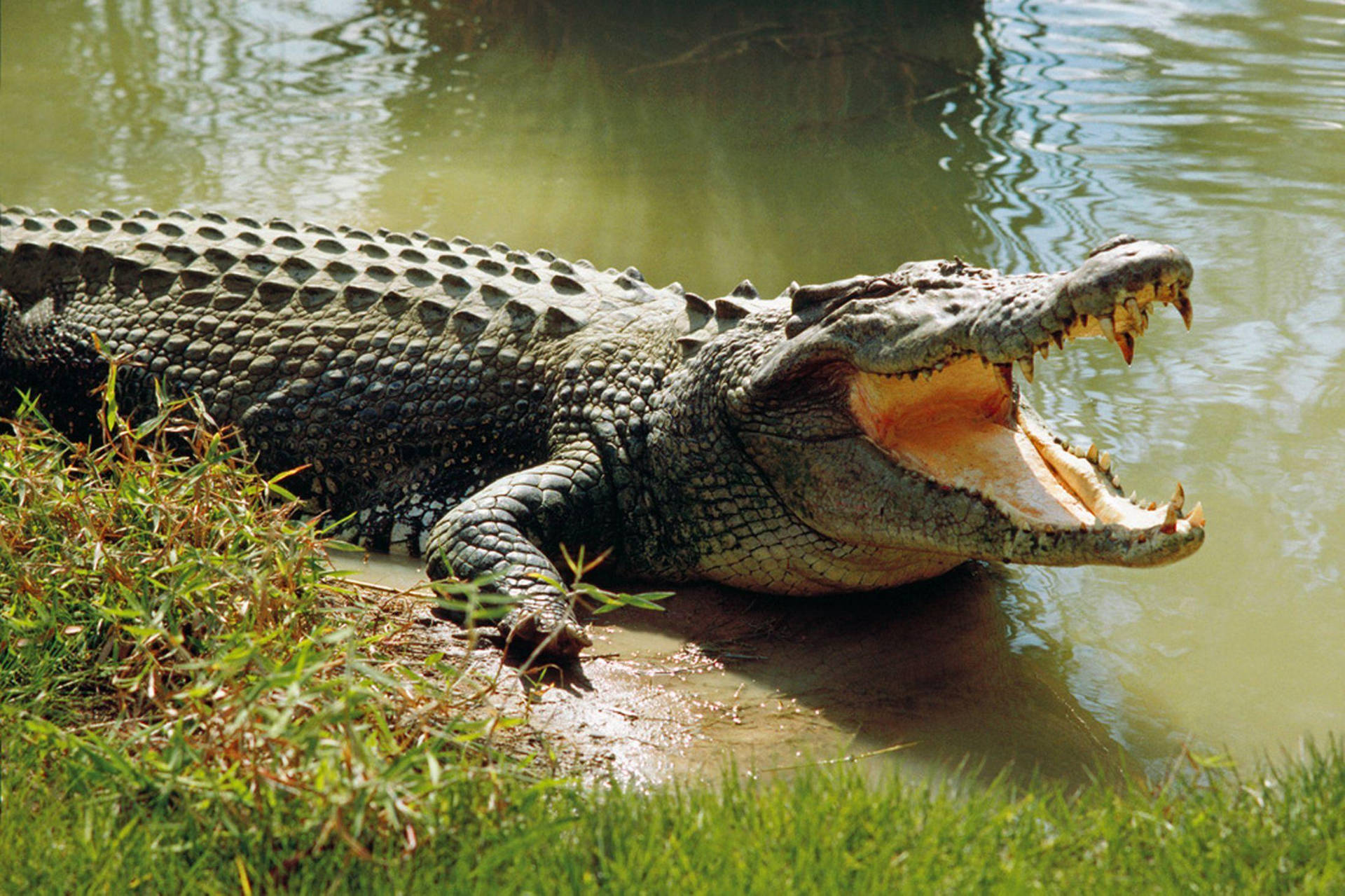 Caiman Sprawls Out Of Water Wallpaper