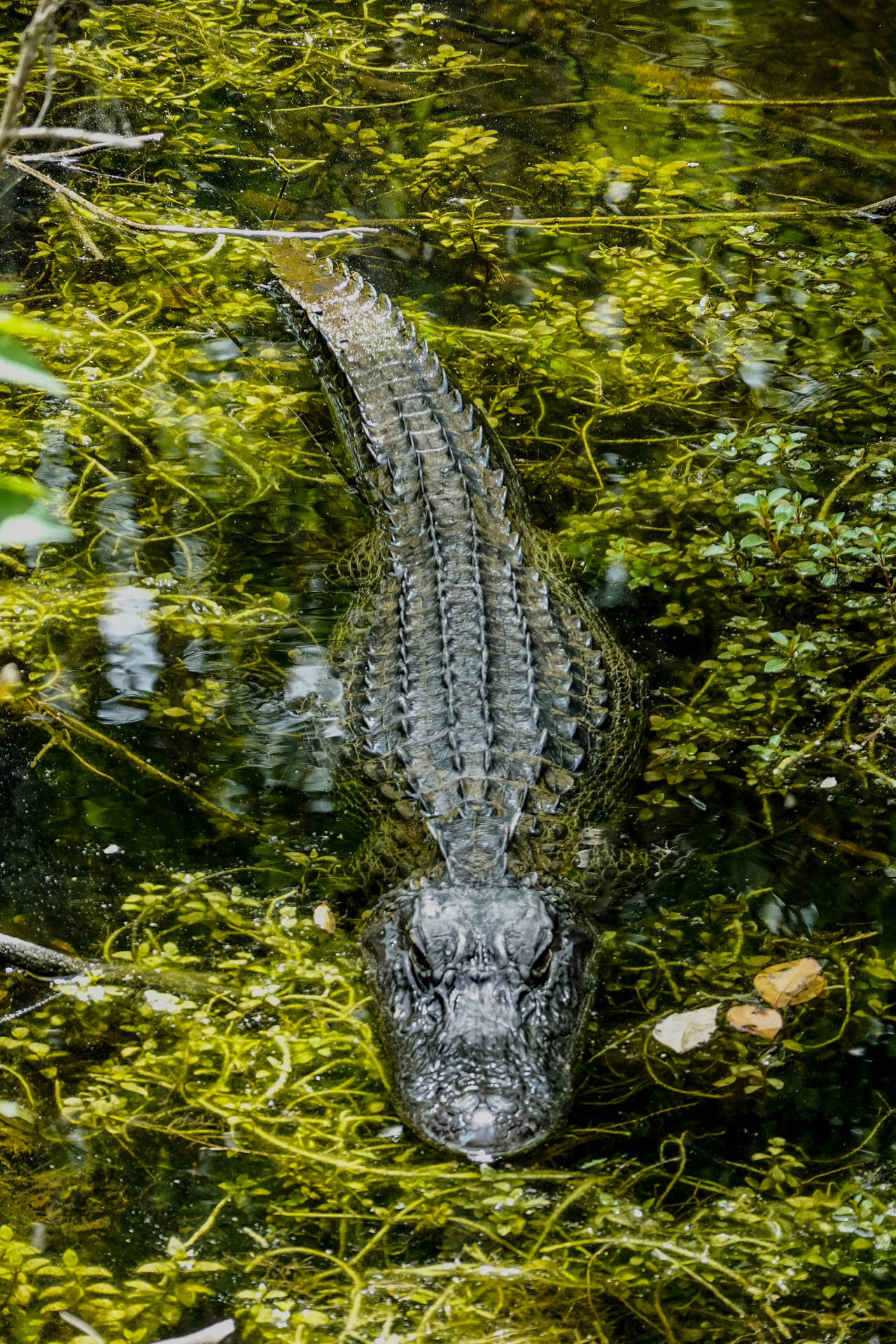 Krokodilschwimmt Im Wasser Wallpaper