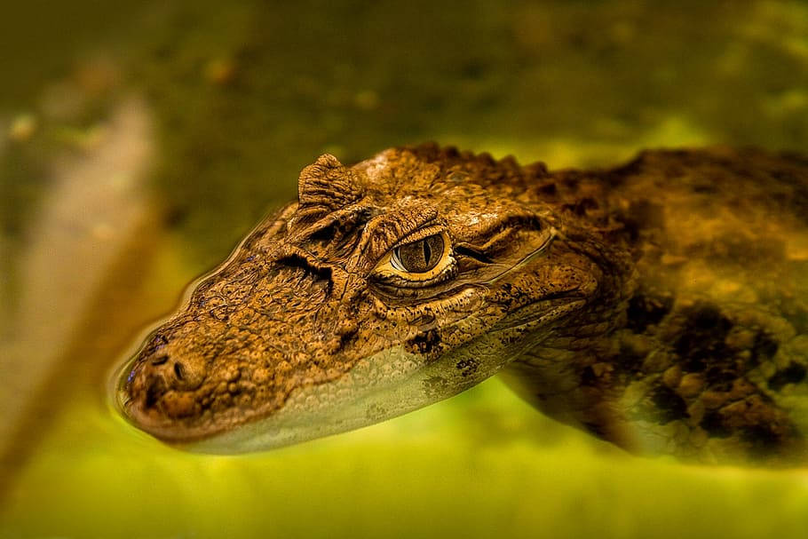 Caiman Swimming On The Water Wallpaper