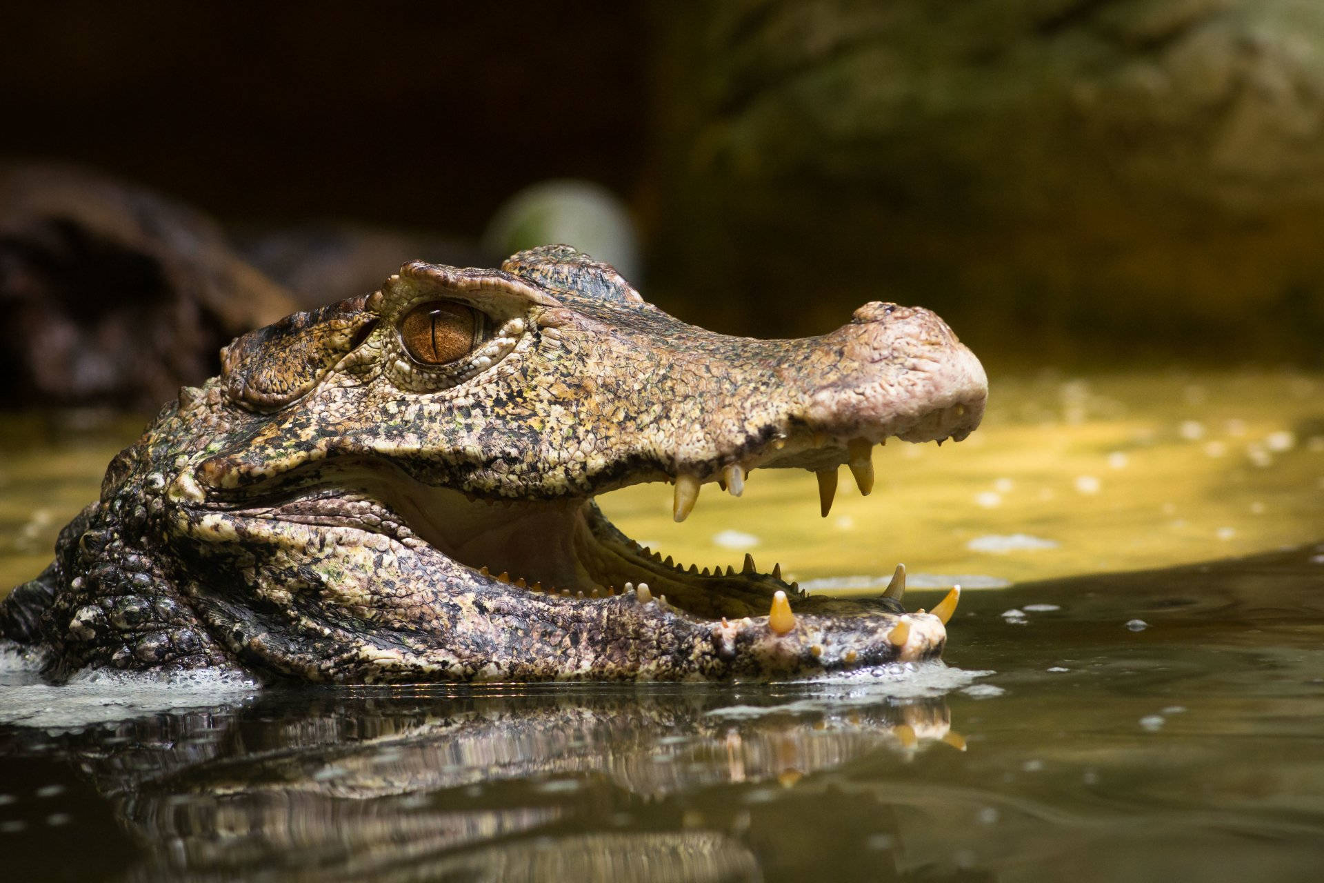Caiman Swims Out Of Water Wallpaper