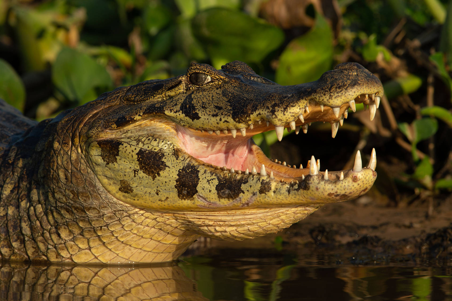 Caiman With Mouth Agape Wallpaper