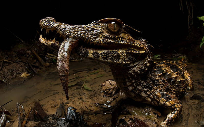 Caiman With Prey On Mouth Wallpaper