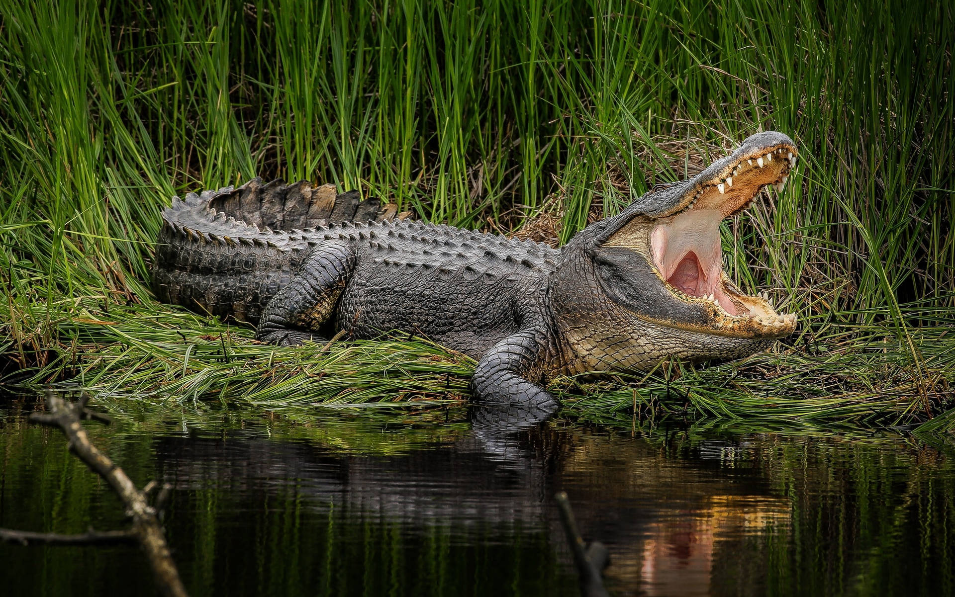 Caiman With Wide Open Mouth Wallpaper