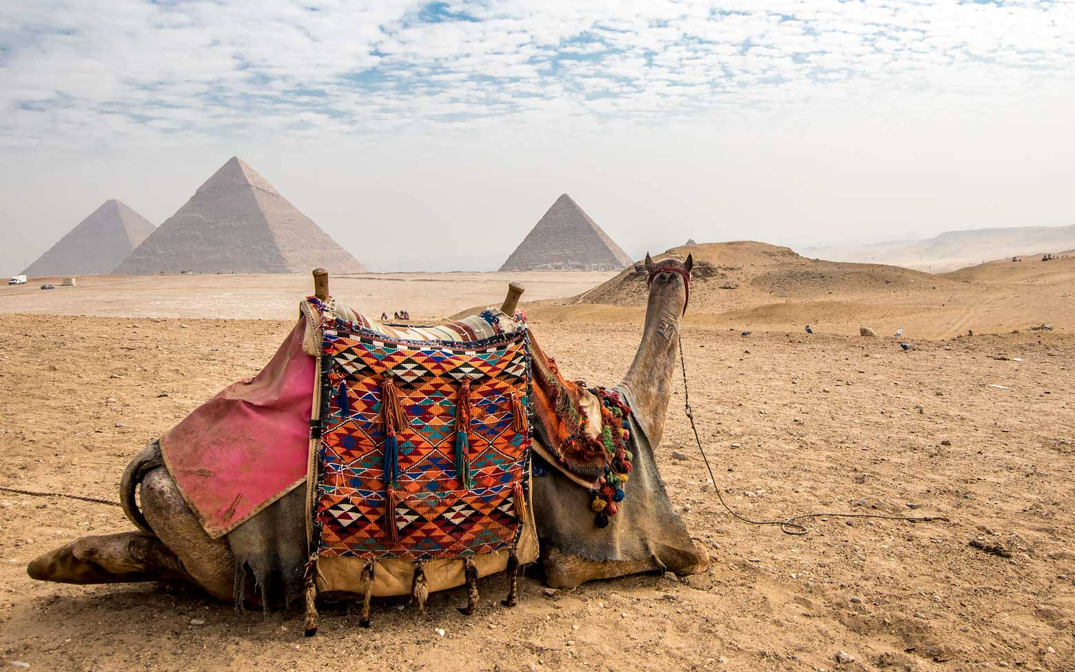 Cairo's egyptiske Pyramid med en Camel Wallpaper