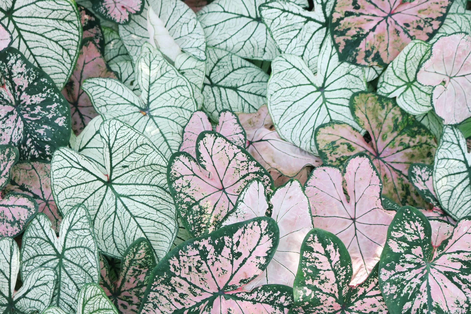 Caladiumblätter Pflanzenästhetik Wallpaper