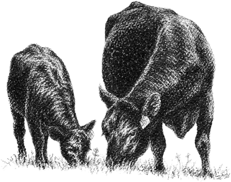 Calfand Cow Grazing Sketch PNG