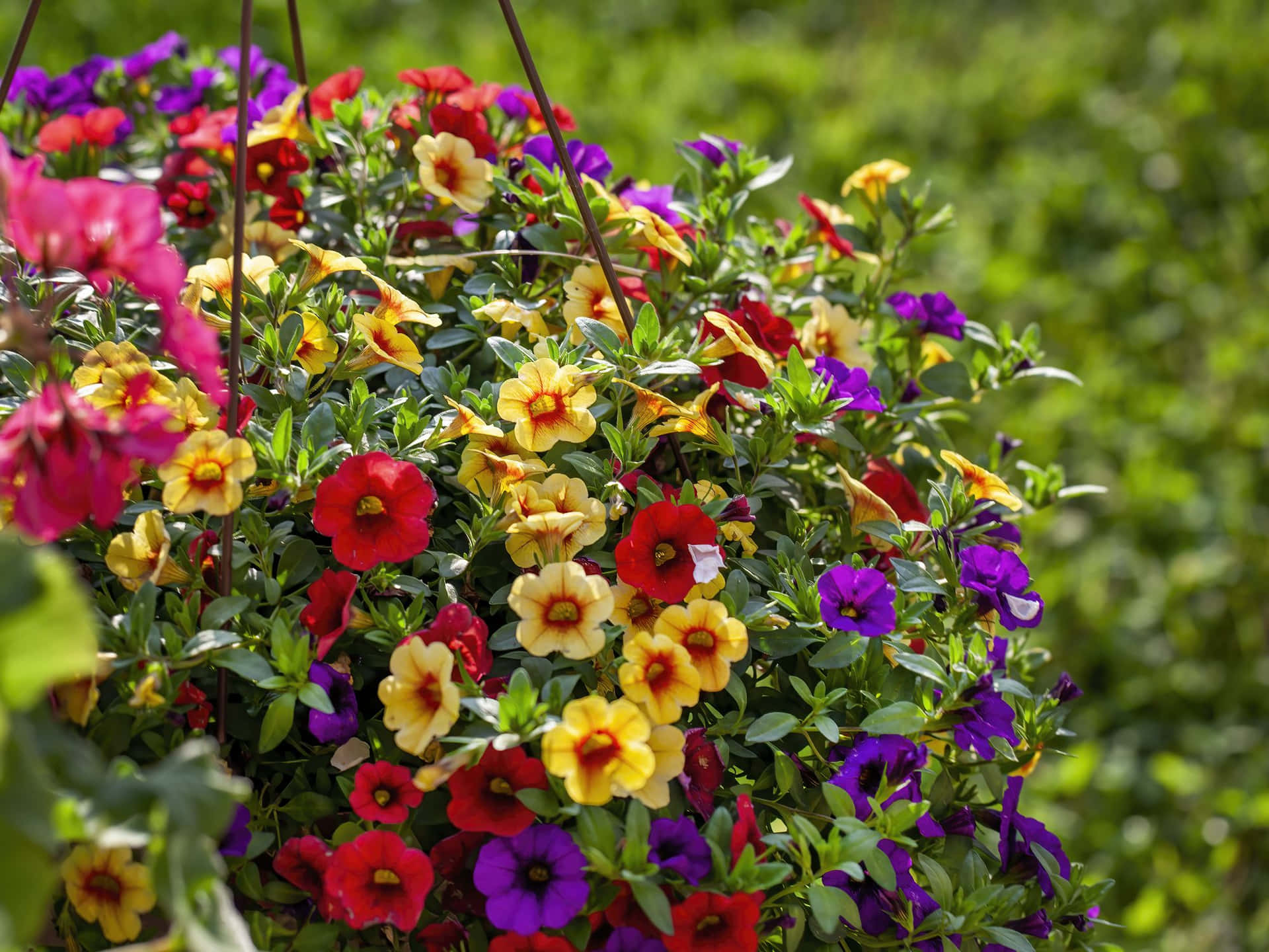 Calibrachoa Flowers Picture