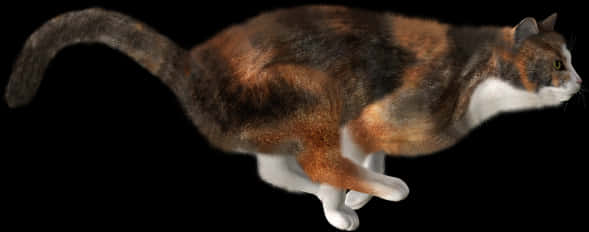 Calico Cat Black Background PNG