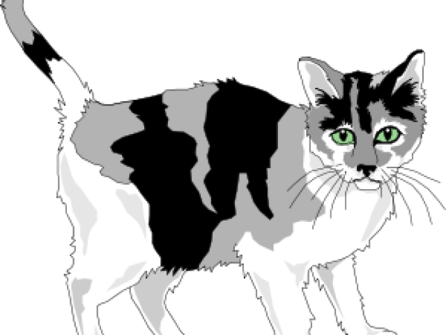 Calico Cat Illustration PNG