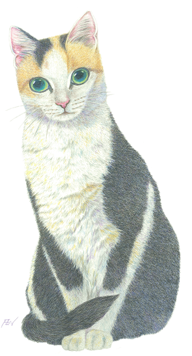 Calico Cat Illustration.png PNG