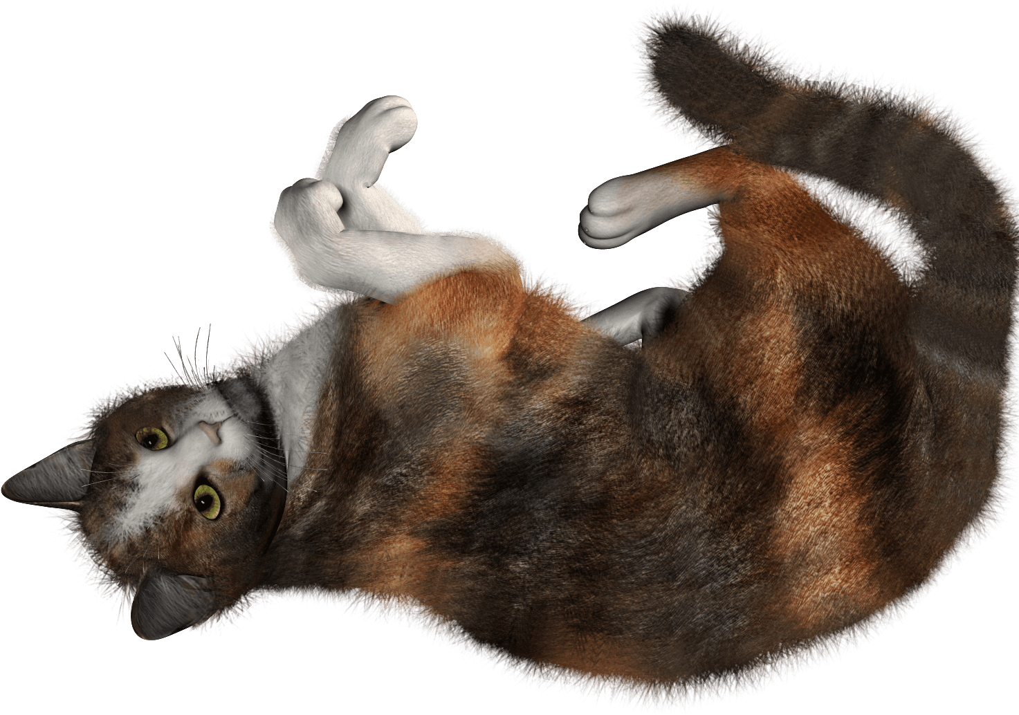 Calico Cat Lying On Back PNG