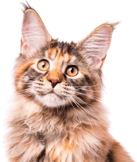 Calico Cat Portrait PNG